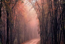 “尊贵的西部第5球迷,中午好啊!”.